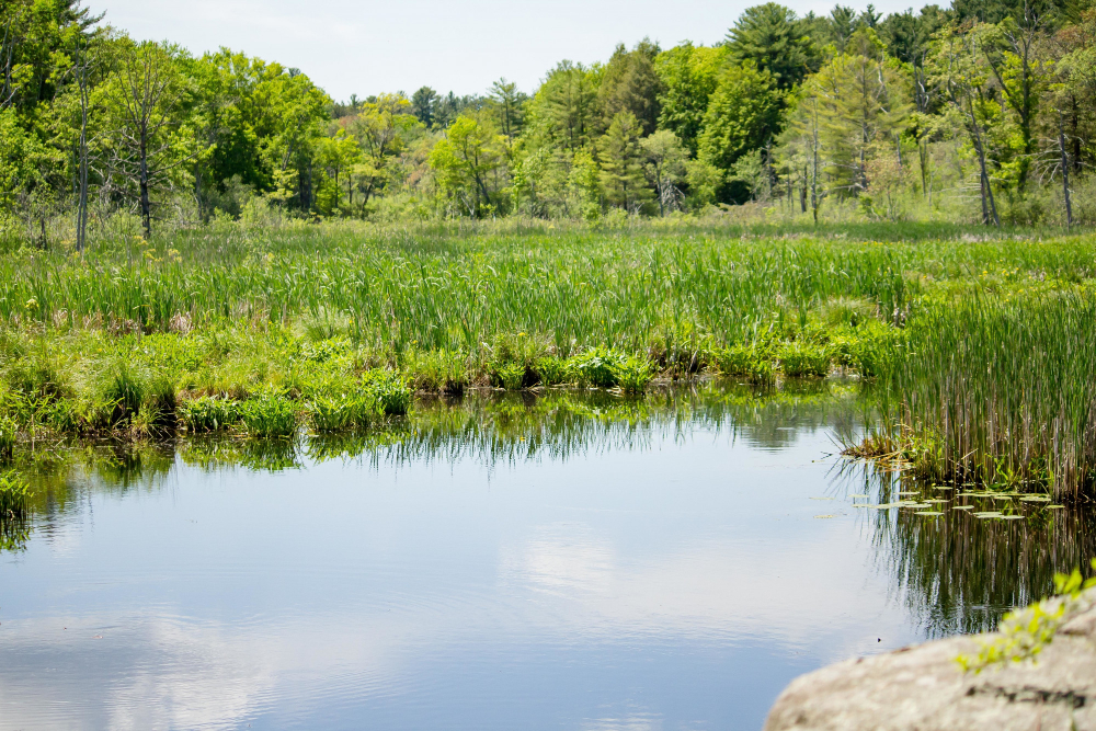 A Wetland